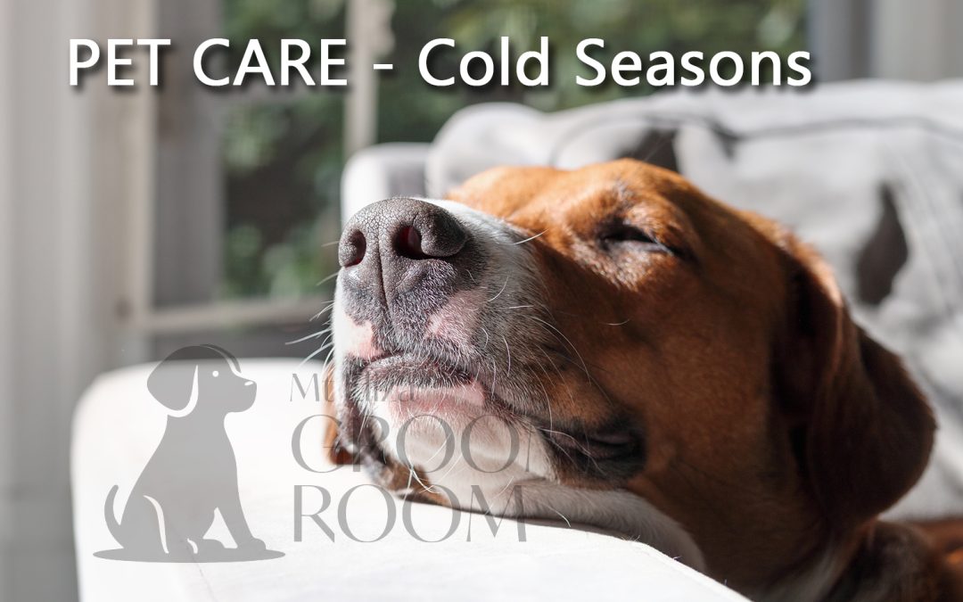 DOG GROOMING TIPS FOR COLD SEASONS