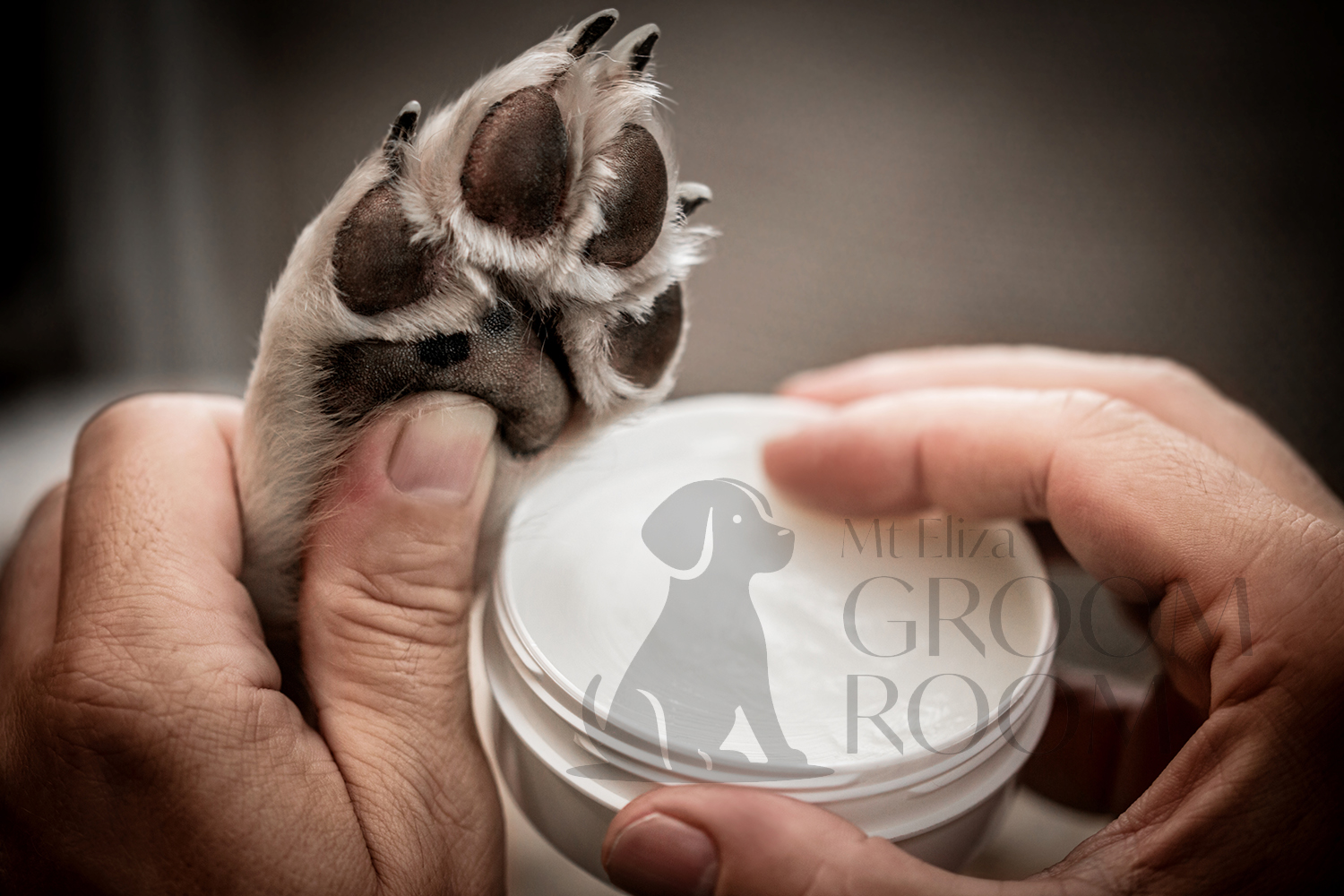 pet-paw-care-cold-seasons