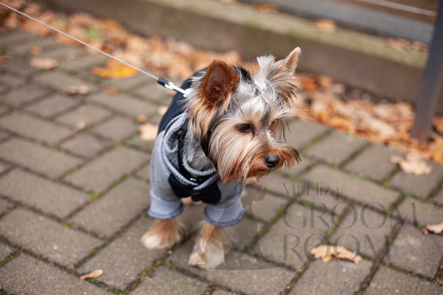 fluffy-dog-grooming-winter-mt-eliza